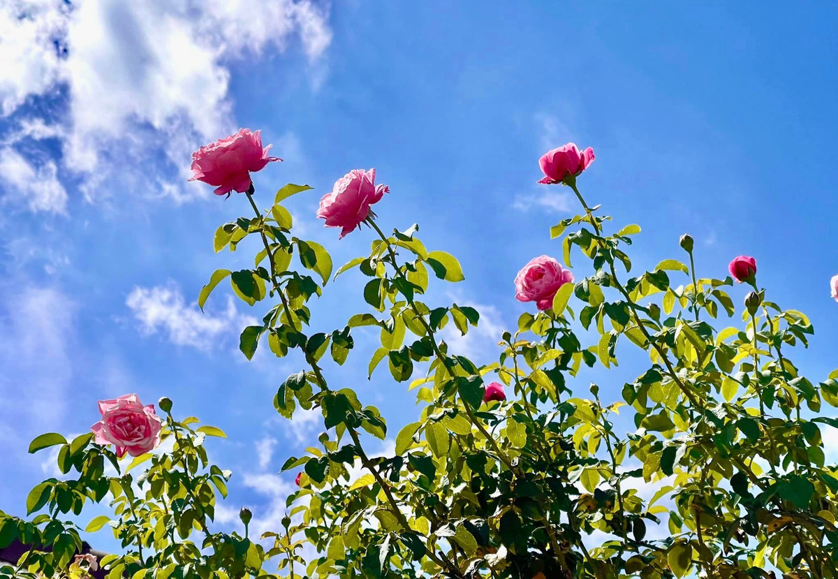 MC Quyền Linh còn thiết kế giàn leo để cành hoa vươn lên cao.