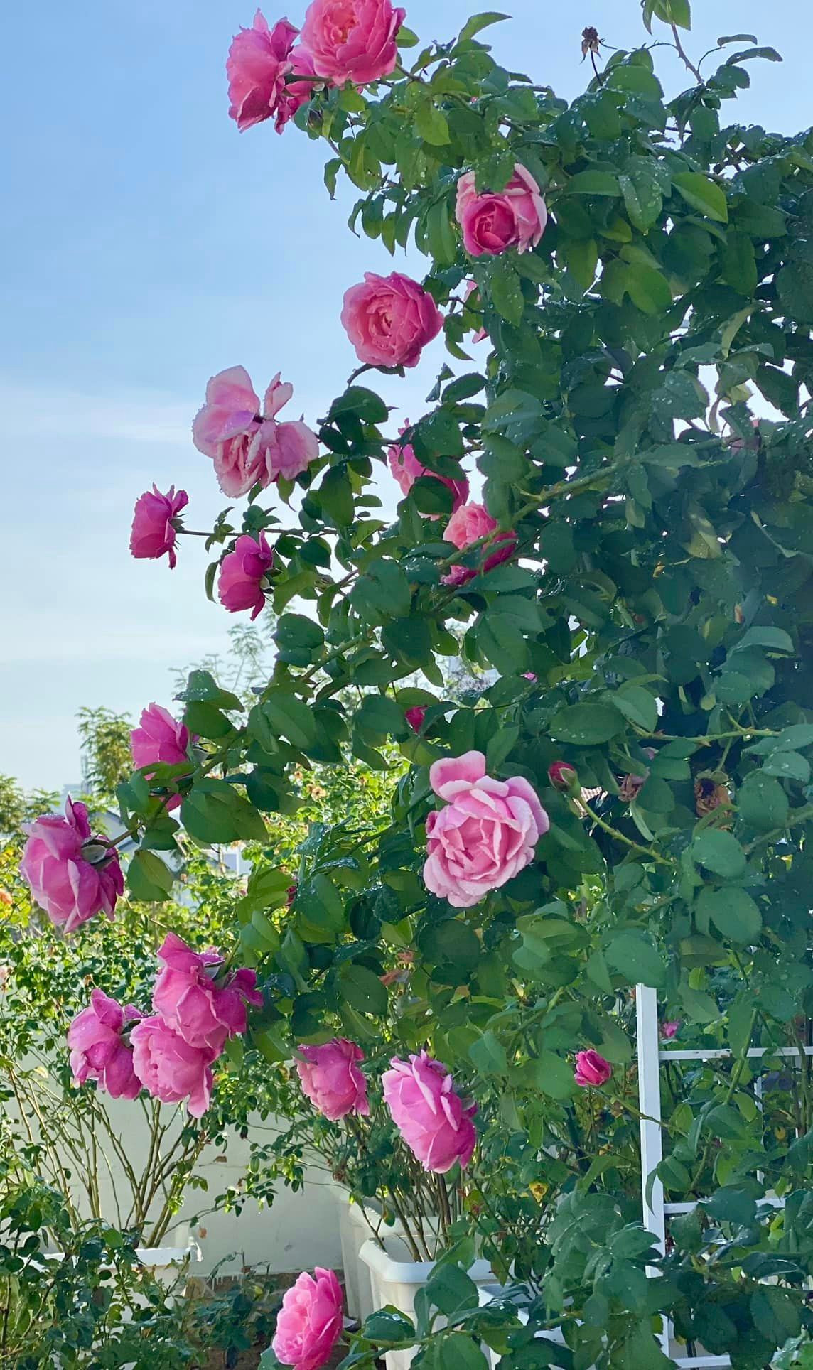 Thú vui trồng hoa hồng giúp vợ chồng nam nghệ sĩ thư giãn tinh thần, giảm áp lực và cân bằng cuộc sống. Nguồn ảnh: FBNV