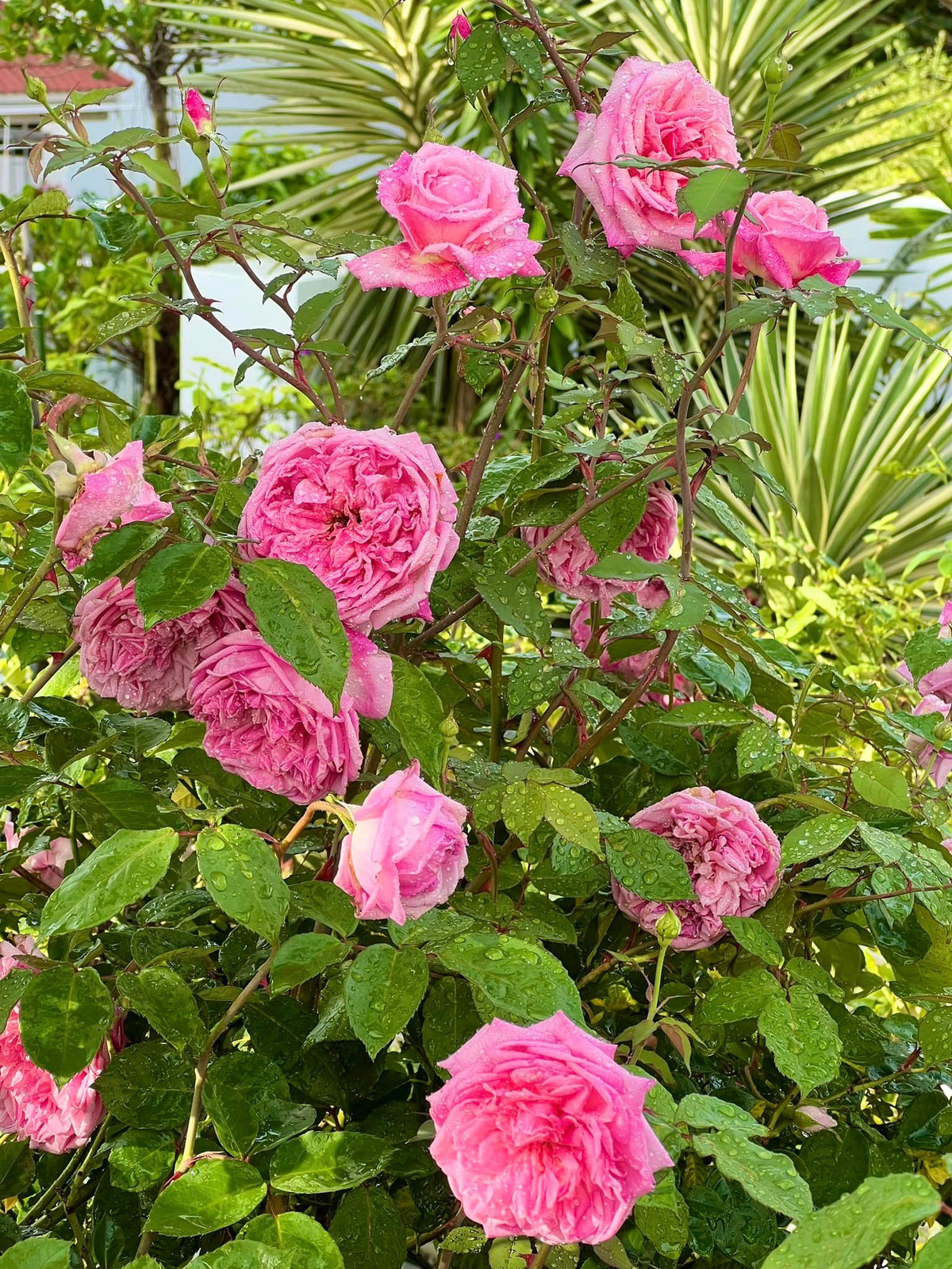 Để có vườn hồng rực rỡ, chị Dạ Thảo dành nhiều công sức chăm sóc. Chị làm sẵn mái hiên cố định (vẫn đảm bảo độ thoáng khí, ánh sáng cho cây), cây nào đang nở hoa thì đưa vào hiên, khi hoa tàn thì lại chuyển ra ngoài.