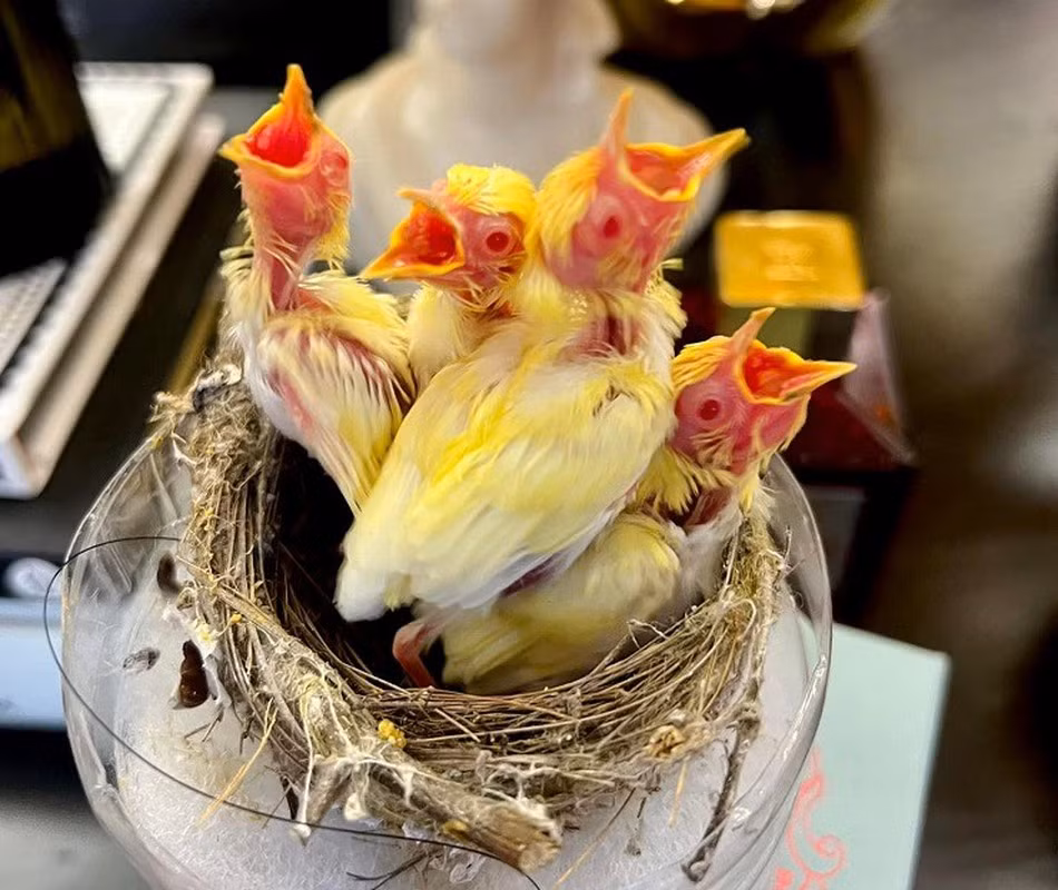 Tổ chim gồm có 4 con đều là hoàng khuyên mới nỏ, màu vàng lạ, bụng trắng, mắt đỏ như đá ruby. Ảnh: FBNV