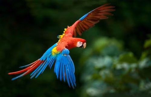 Vẻ đẹp sặc sỡ cùng sự thông minh khiến loài vẹt Nam Mỹ có giá rất đắt và được nhiều đại gia Việt săn lùng chơi Tết. Ảnh: Trangtaivuonchim