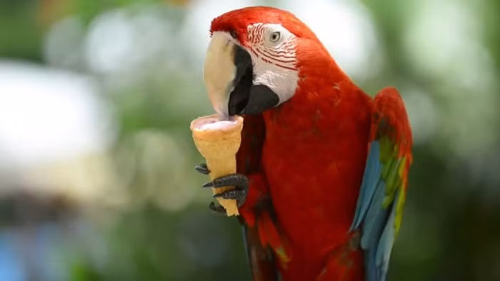 Vẹt Nam Mỹ từng được tạp chí dành cho giới thượng lưu nước ngoài xếp hạng 1 trong 10 vật nuôi đắt đỏ nhất dành cho đại gia. Ảnh: Internet