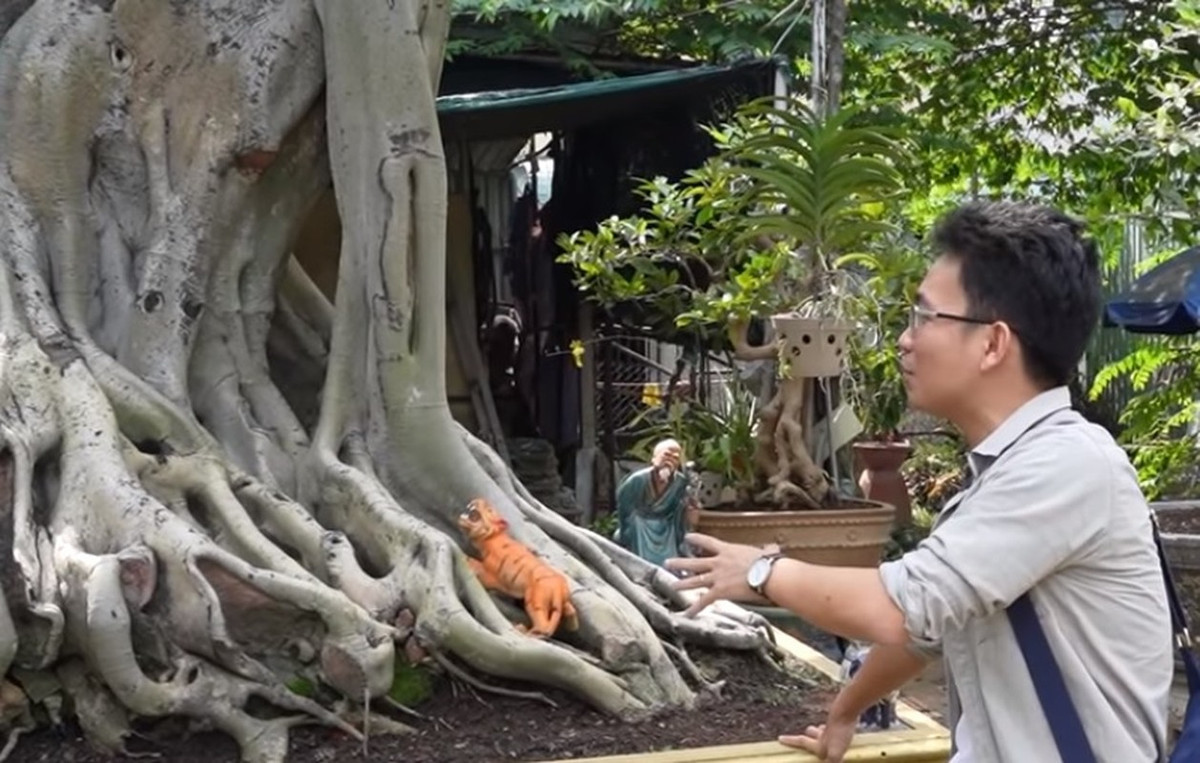Chủ nhân đề xuất bán cây với mức giá 60 tỷ đồng. Theo anh Phương, với công sức chăm sóc và dáng độc lạ của chậu cảnh, số tiền này là hoàn toàn hợp lý. Ảnh chụp màn hình