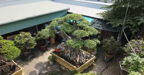 Hơn 10 năm trước, gia đình anh Phương đã bán chiếc Camry của hai vợ chồng để có tiền mua được gốc cây ưng ý này. Ảnh chụp màn hình