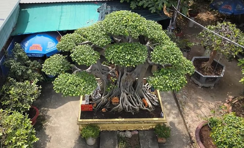 Cây cao khoảng 3,3m, chiều ngang thân cây là 1,4m, đường kính gốc 2,8m. Ảnh chụp màn hình