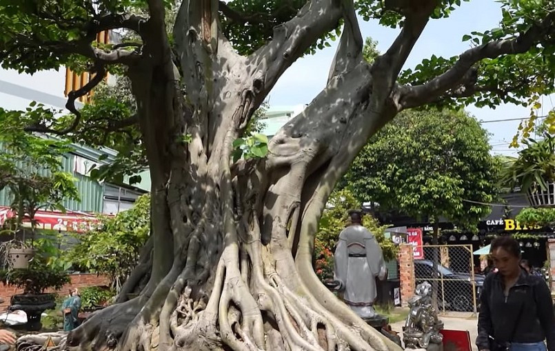 Theo giới thiệu của chủ nhân, cây lâm vồ (hay còn gọi là cây đề trắng) có dáng tự nhiên không do bàn tay con người can thiệp. Ảnh chụp màn hình