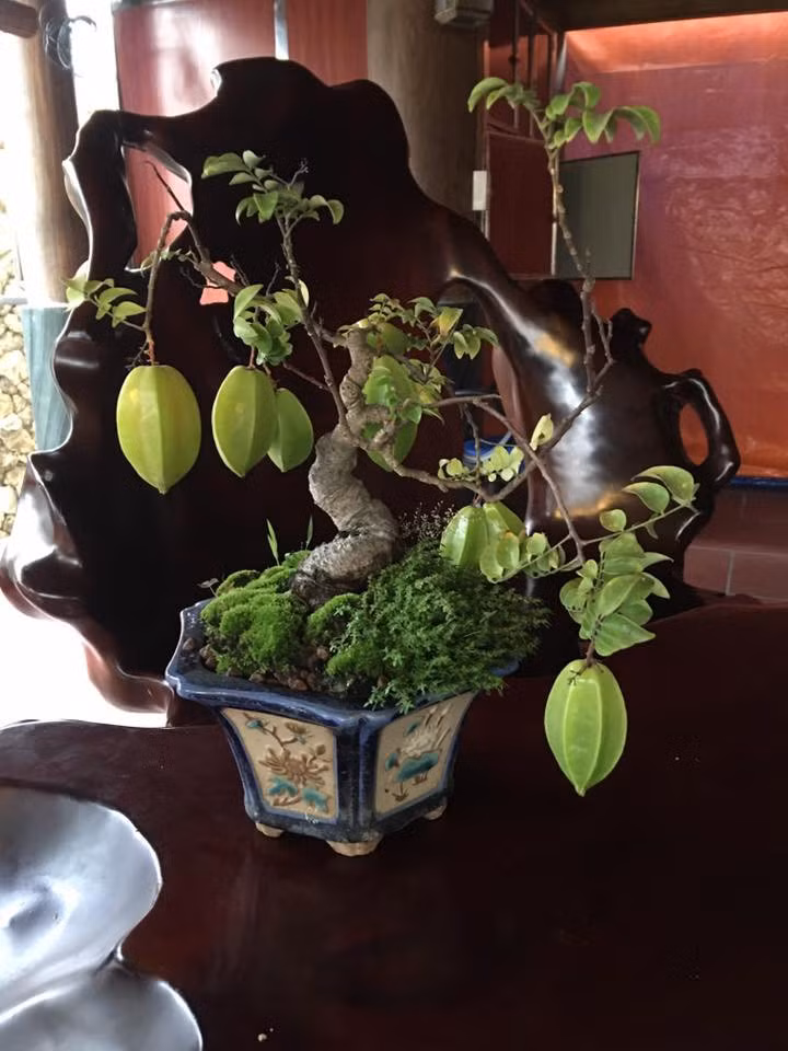 Dù còn rất nhỏ và được trồng trong chậu để bàn nhưng cây khế cũng cho rất nhiều quả. Ảnh: Facebook