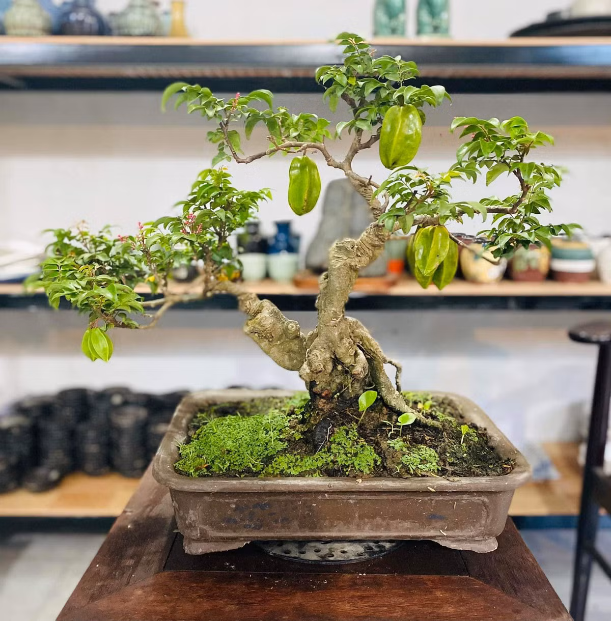 Cành khế giòn nên việc uốn tạo tay cành đòi hỏi kỹ thuật cao. Ảnh: Facebook