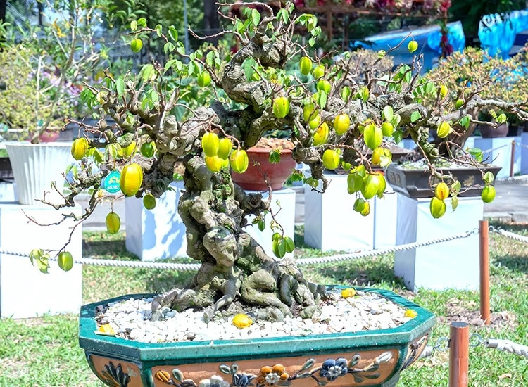 Khế bonsai được nhiều người ưa chuộng bởi mang ý nghĩa đón lộc vào nhà và đem lại may mắn. Ảnh: Dân Việt