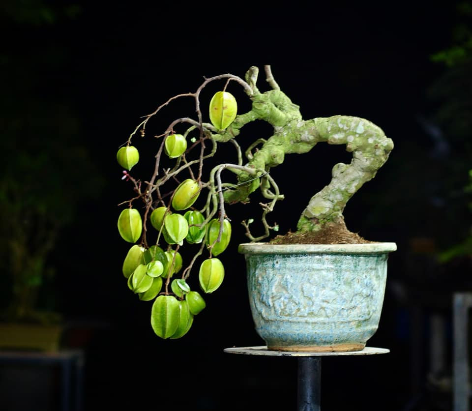 Khế bonsai dáng huyền cho quả "gãy cành". Ảnh: Facebook
