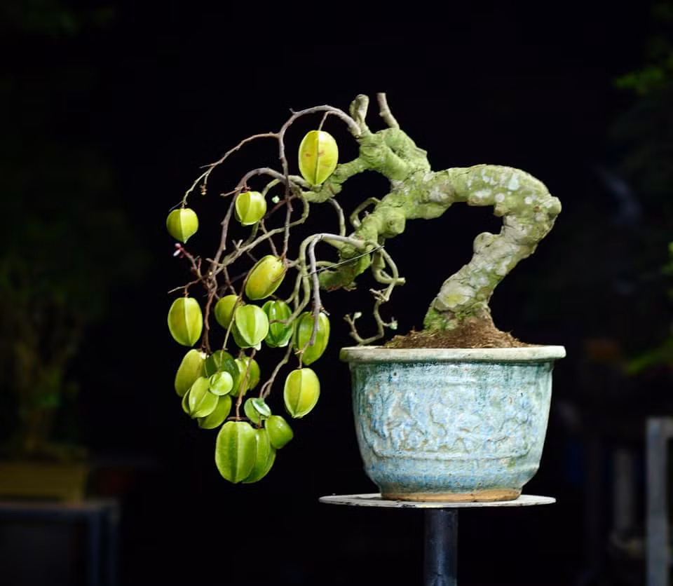 Khế bonsai dáng huyền cho quả "gãy cành". Ảnh: Facebook
