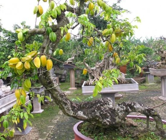 Gốc khế to xù xì tạo nên nét đẹp cổ kính. Ảnh: Baoduongcayxanh