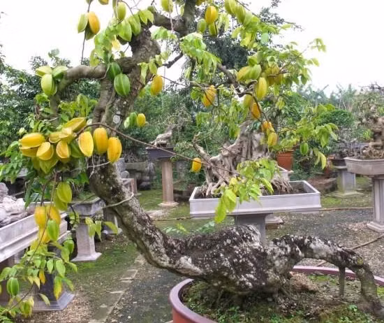 Gốc khế to xù xì tạo nên nét đẹp cổ kính. Ảnh: Baoduongcayxanh