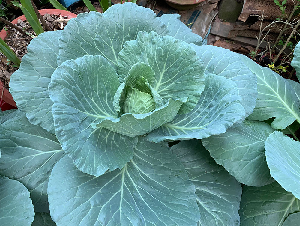 Bắp cải trồng khoảng 2,5 tháng là đã to đẹp, có thể trưng Tết. Ảnh: Baoangiang