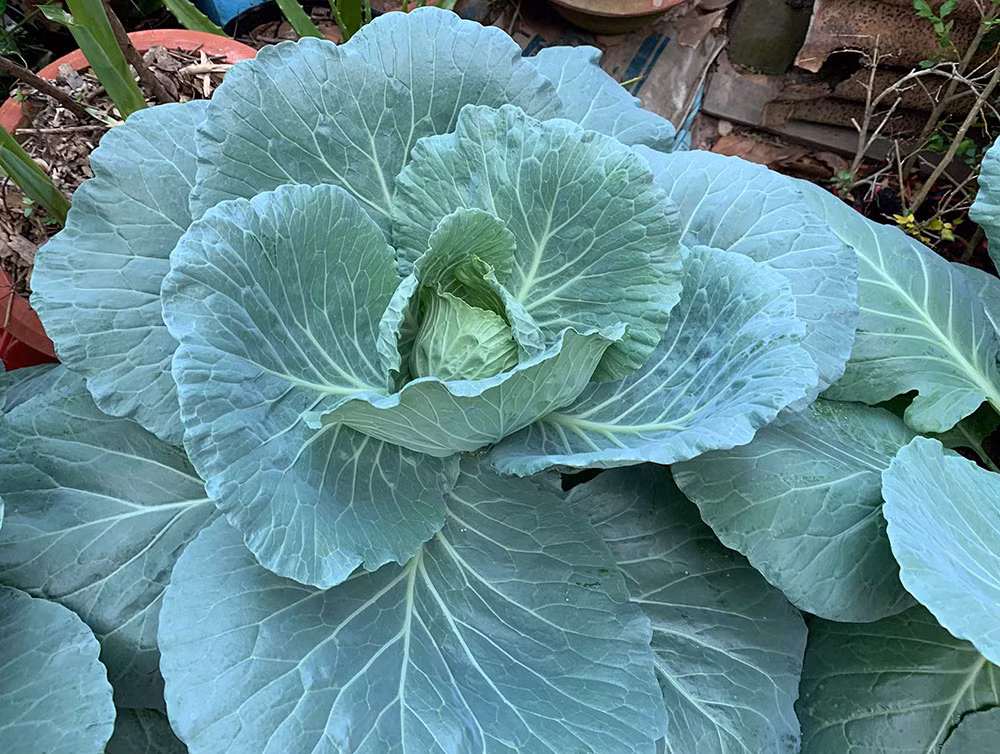 Bắp cải trồng khoảng 2,5 tháng là đã to đẹp, có thể trưng Tết. Ảnh: Baoangiang