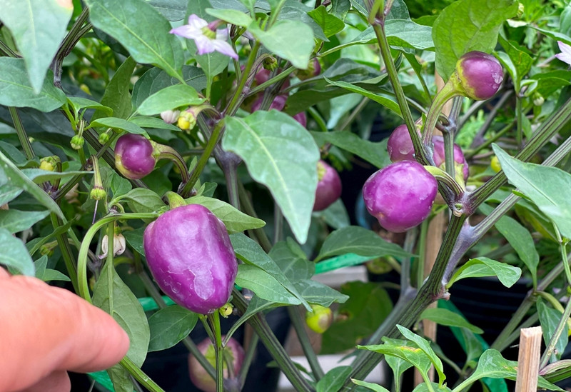 Khách mua hầu hết ở các thành phố lớn phía Nam như Cần Thơ, TP HCM. Ảnh: Daidoanket