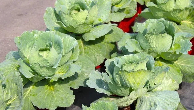 Vài năm gần đây, bắp cải cũng được đưa lên chậu làm kiểng bán trong dịp Tết Nguyên đán. Ảnh: Dân Việt