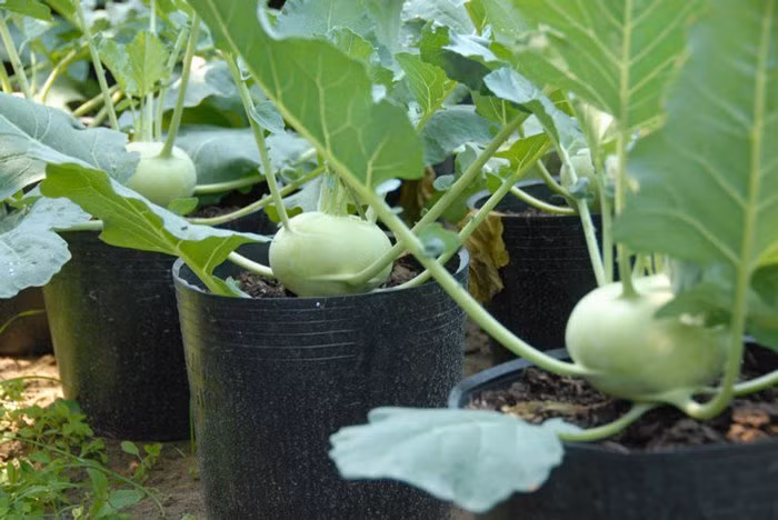 Su hào lên chậu thành cây cảnh đẹp mắt. Ảnh: Internet