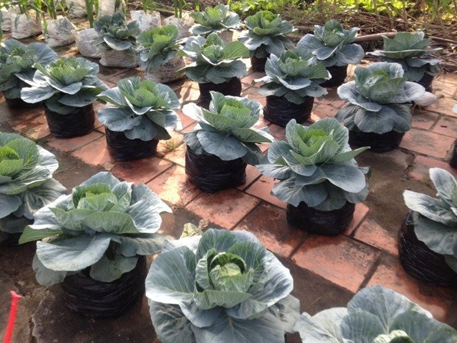 Bắp cải có hình dạng tròn đầy, ngụ ý "có của cải" nên được nhiều khách hàng lựa chọn. Ảnh: Facebook