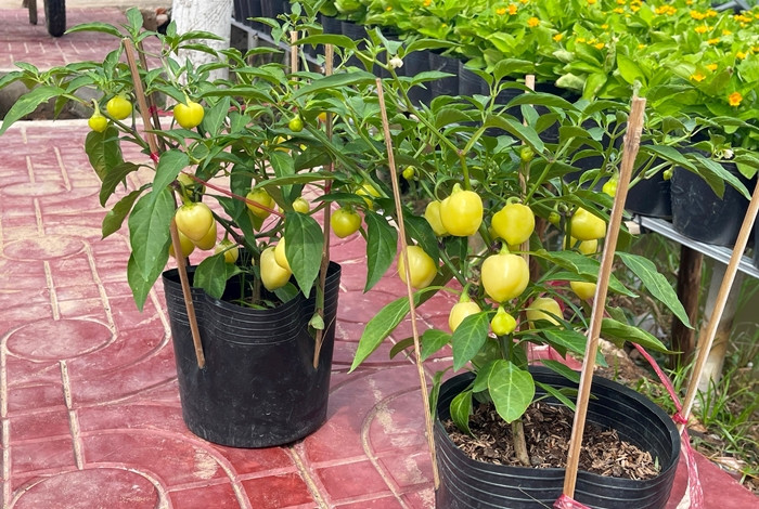 Mỗi chậu ớt bán tại vườn chỉ từ 15.000 - 30.000 đồng, tùy loại. Ảnh: Daidoanket