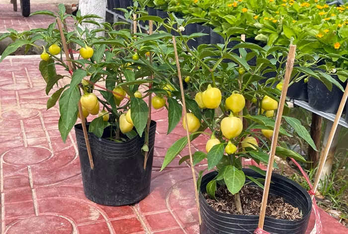 Mỗi chậu ớt bán tại vườn chỉ từ 15.000 - 30.000 đồng, tùy loại. Ảnh: Daidoanket