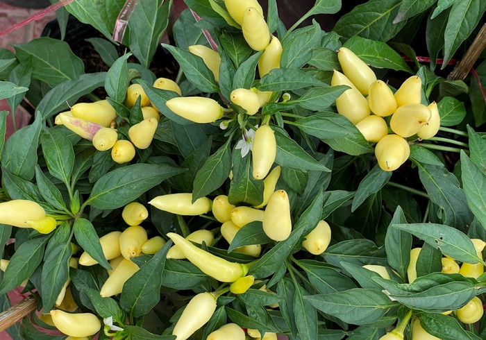 Ớt kiểng được ưa chuộng bởi màu sắc bắt mắt, đẹp lạ. Ảnh: Daidoanket