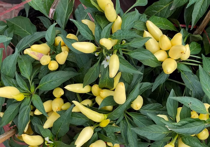 Ớt kiểng được ưa chuộng bởi màu sắc bắt mắt, đẹp lạ. Ảnh: Daidoanket