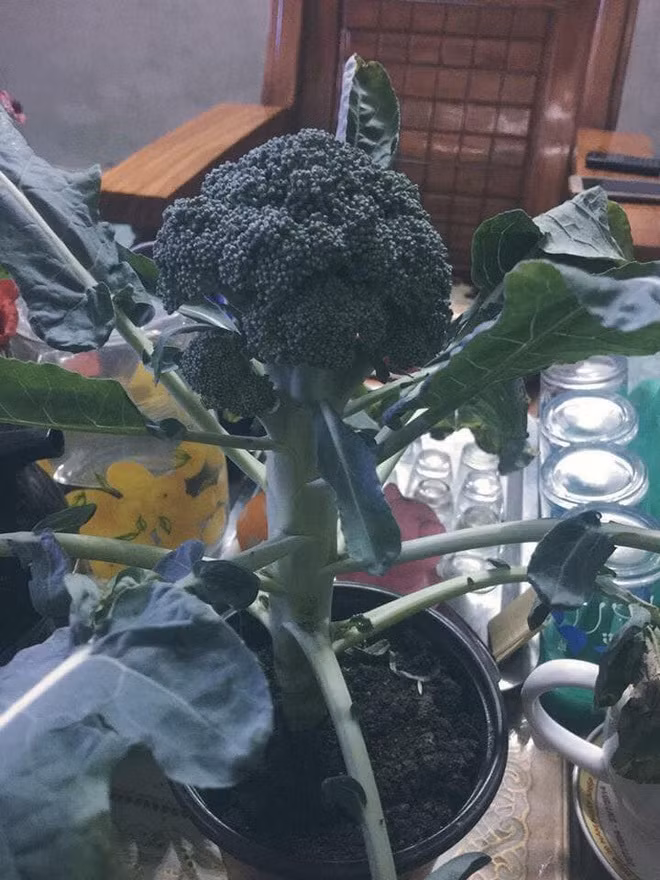 Súp lơ cũng được "lên đời" thành “cây cảnh” chưng trong nhà ngày Tết. Ảnh: Facebook