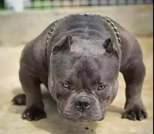 Tần Phấn còn sở hữu một chú cún trông khá dữ tợn, có giá trị khoảng 2 triệu USD.