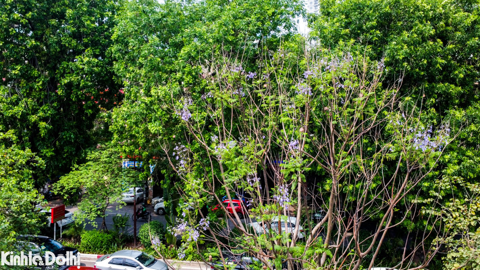 Trong khi đó, những cành phượng tím cũng bắt đầu lấp ló khoe sắc sau những tán lá xanh.