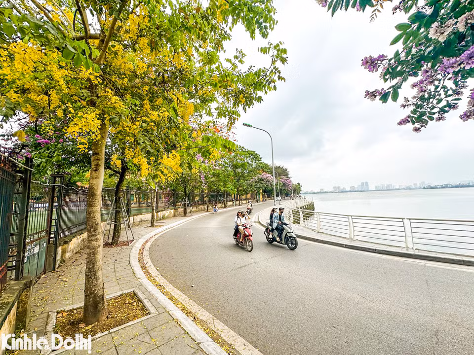 Ngoài ra, những ngày này, hoa muồng hoàng yến bắt đầu nở. Cây được trồng nhiều trong các khu đô thị tại Hà Nội và xung quanh hồ Tây.