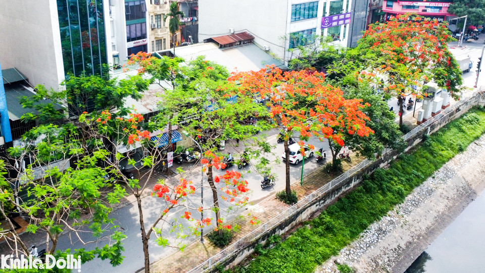 Những gốc cây phượng được trồng nhiều ở Hà Nội, tập trung nhất tại các tuyến đường ven sông Tô Lịch như Giáp Nhất, Nguyễn Ngọc Vũ, Nguyễn Khang, Quan Hoa...