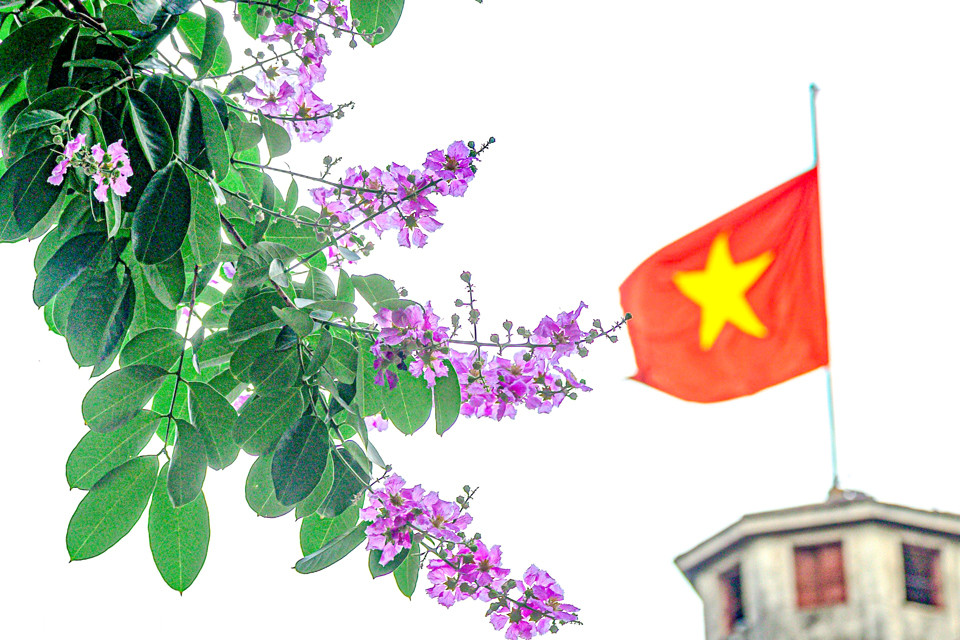  Bằng lăng bắt đầu nở từ cuối tháng 4 nhưng đẹp nhất trong tháng 5 và nhạt dần nhường chỗ cho sắc đỏ của phượng vỹ.