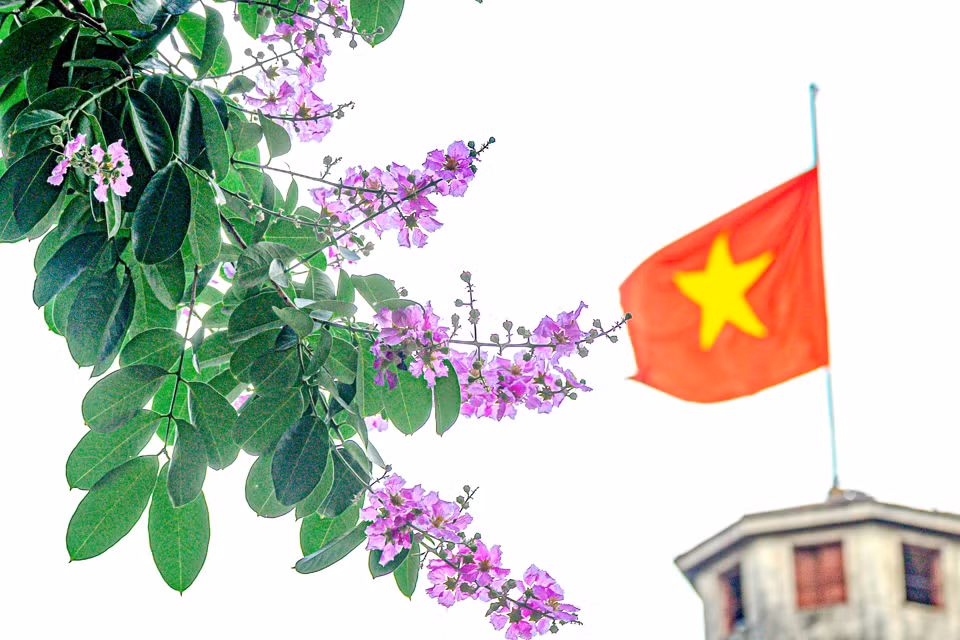  Bằng lăng bắt đầu nở từ cuối tháng 4 nhưng đẹp nhất trong tháng 5 và nhạt dần nhường chỗ cho sắc đỏ của phượng vỹ.