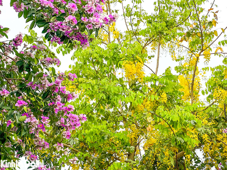 Hoa muồng hoàng yến còn có nhiều tên gọi khác là hoa bọ cạp vàng, muồng hoàng hậu, hoa lồng đèn, bò cạp nước, mai dây, cây xuân muộn...