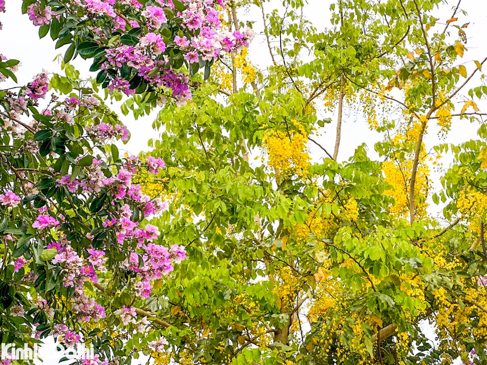 Hoa muồng hoàng yến còn có nhiều tên gọi khác là hoa bọ cạp vàng, muồng hoàng hậu, hoa lồng đèn, bò cạp nước, mai dây, cây xuân muộn...