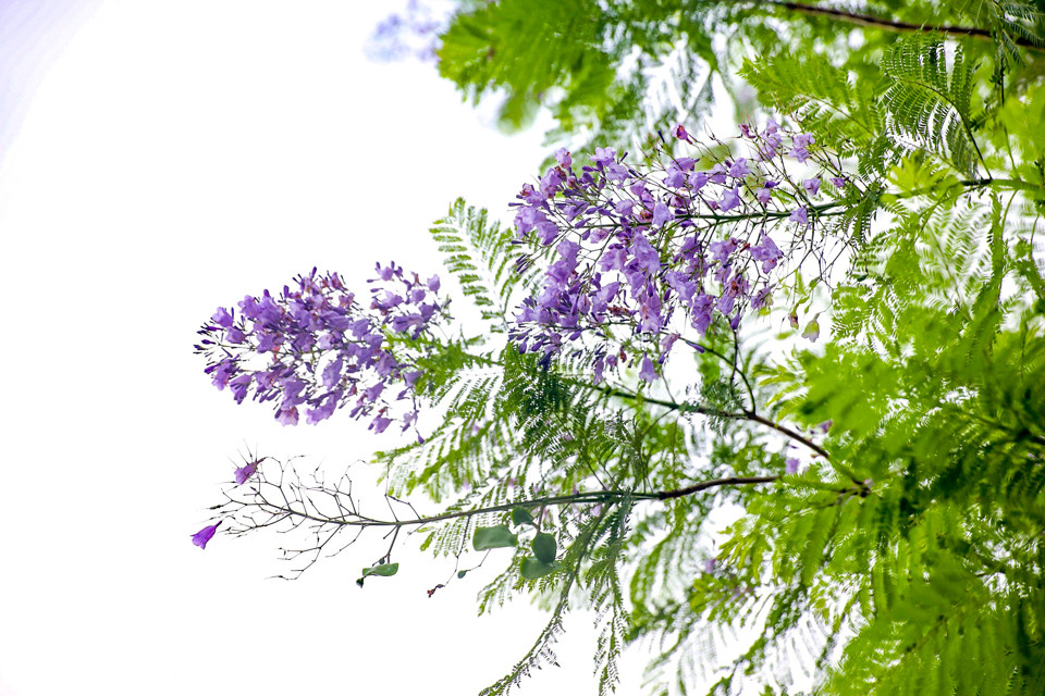 Phượng tím mang lại sự thanh tao, dịu mát, xoa đi cái nắng nóng, oi bức của mùa Hè trên phố phường Thủ đô.