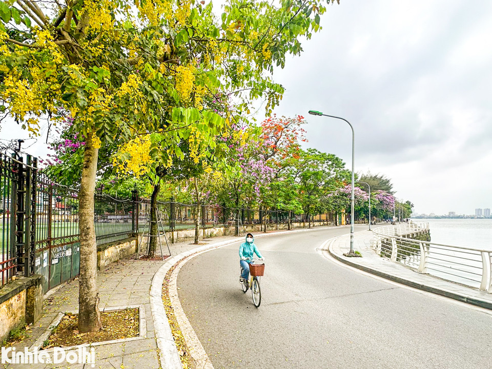 Cùng với sắc tím bằng lăng, màu đỏ rực của phượng vĩ, muồng hoàng yến cũng chuyển mình "trải vàng" khắp phố phường Thủ đô.