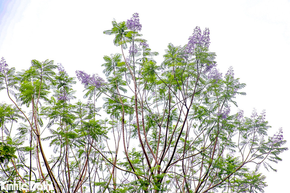 Dù loài cây này thường chỉ được biết đến nhiều ở vùng Đà Lạt- nơi có khí hậu mát mẻ quanh năm nhưng phượng tím đã bắt đầu thích nghi tốt tại miền Bắc.