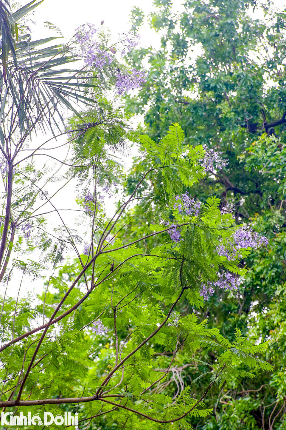 Nhiều người dân Thủ đô không khỏi bất ngờ khi thấy loài hoa này nở rộ, từng chùm, long lanh một góc trời giữa tháng 5.