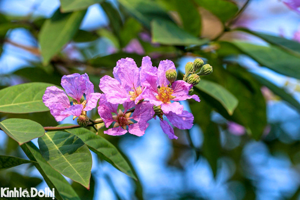 Hoa thường mọc thành từng chùm dài từ 20 đến 30 cm, mỗi bông có 6 cánh.