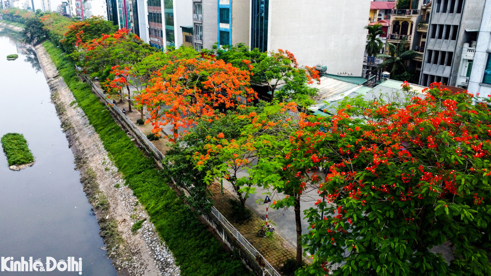 Hoa phượng bắt đầu nở hoa vào đầu tháng 5, hoa phát triển rực rỡ nhất thời điểm đầu tháng 6.