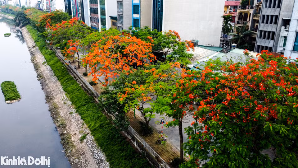 Hoa phượng bắt đầu nở hoa vào đầu tháng 5, hoa phát triển rực rỡ nhất thời điểm đầu tháng 6.