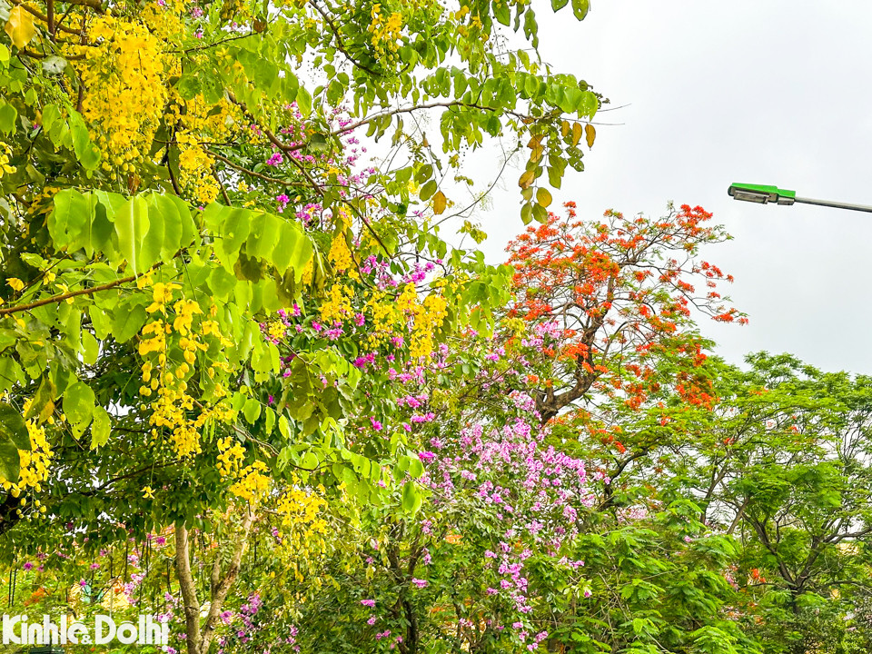 Hoa muồng hoàng yến thường nở từ cuối tháng 4 đến đầu tháng 7. Hoa bung nở có độ dài khoảng 20 - 40 cm khoe mình dưới nắng Hè, điểm tô cho vẻ đẹp phố phường Hà Nội.