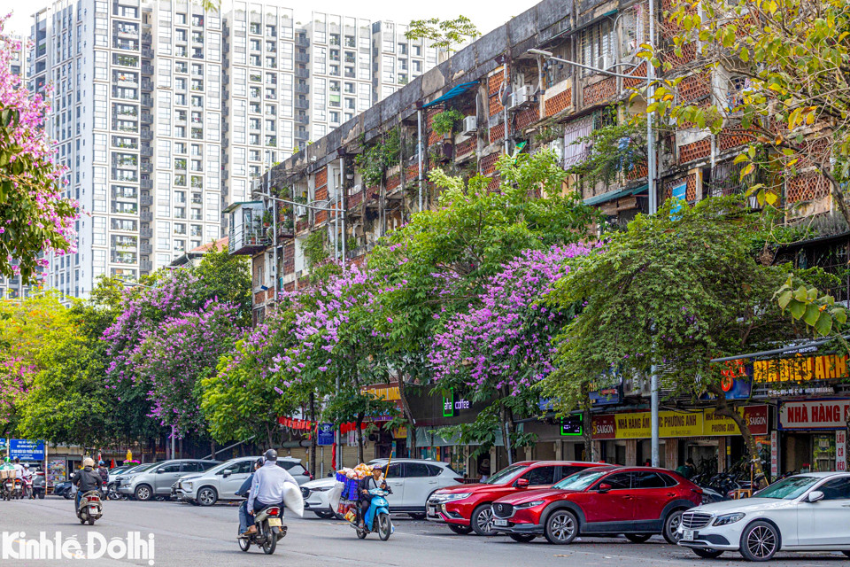 Hoa bằng lăng nở tím lịm ở nhiều tuyến phố lớn, nhỏ của Thủ đô.