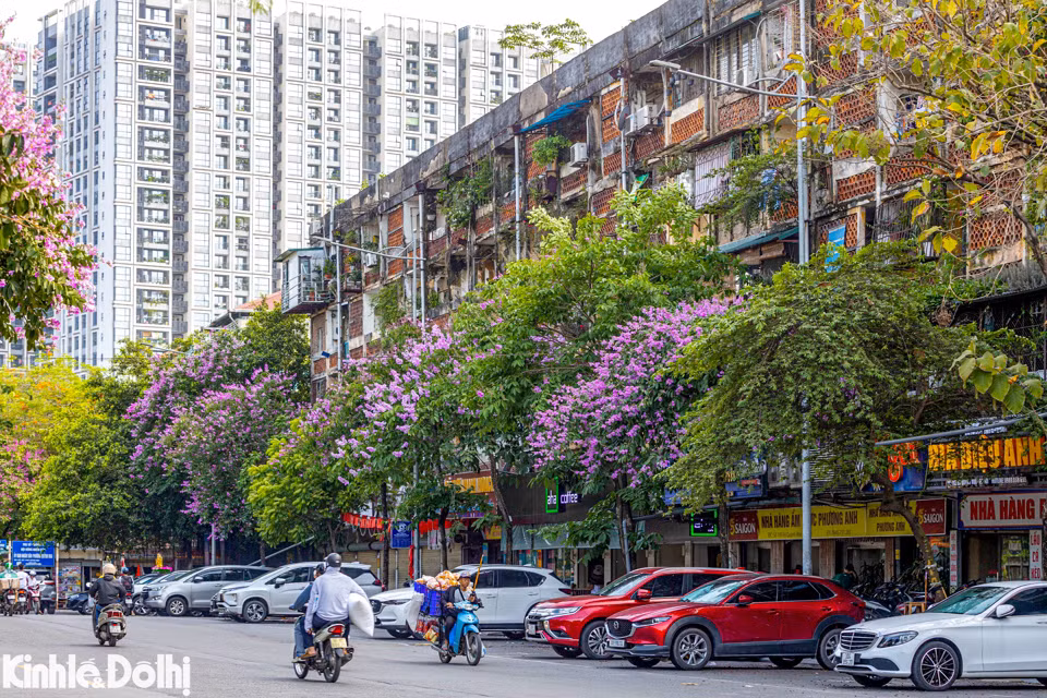 Hoa bằng lăng nở tím lịm ở nhiều tuyến phố lớn, nhỏ của Thủ đô.