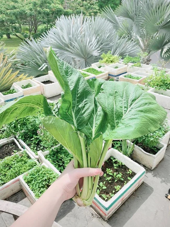 Tận dụng thêm khoảng trống, Bảo Thy trồng rau trong thùng xốp. Nguồn ảnh: FBNV