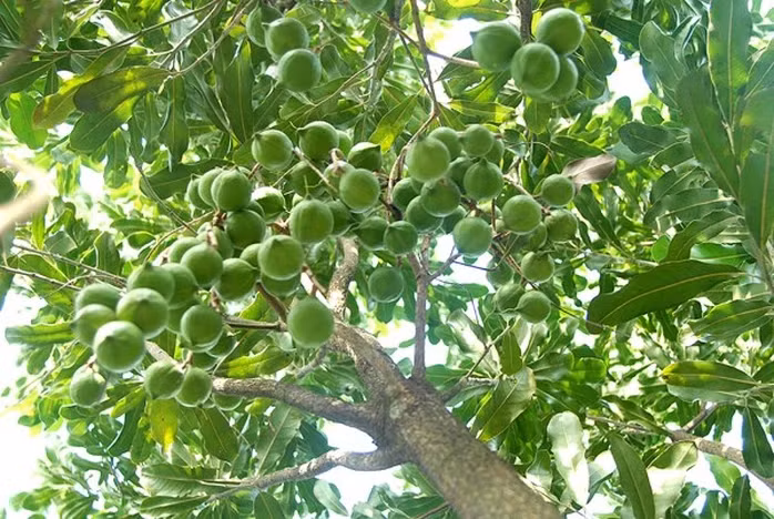 Tại Tây Nguyên, năng suất mắc ca ở năm thứ 10 trở lên đạt 4 tấn quả tươi/ha nếu trồng thuần và 2,8 tấn quả tươi/ha khi trồng xen canh. Ảnh: Người lao động