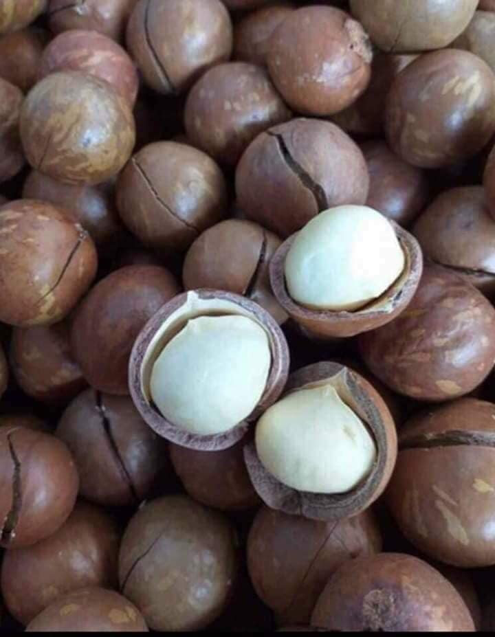 Tại thị trường Việt Nam, mắc ca được bán rộng rãi trên khắp chợ mạng và các cửa hàng. Giá bán lẻ mắc ca sấy Đắk Lắc, Đắk Nông, Lâm Đồng...dao động từ 320.000 – 360.000 đồng/kg. Ảnh: Facebook