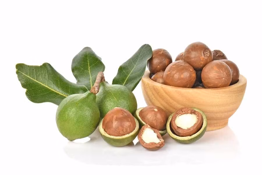 Theo Hội đồng hạt quả khô thế giới (INC), trong 5-6 năm tới, nhu cầu sử dụng hạt nhân mắc ca duy trì ở mức tăng trưởng cao. Dự báo đến năm 2030, lượng cung mắc ca trên toàn thế giới mới chỉ đáp ứng được 50% nhu cầu tiêu thụ của thị trường. Ảnh: Dacsantaybac